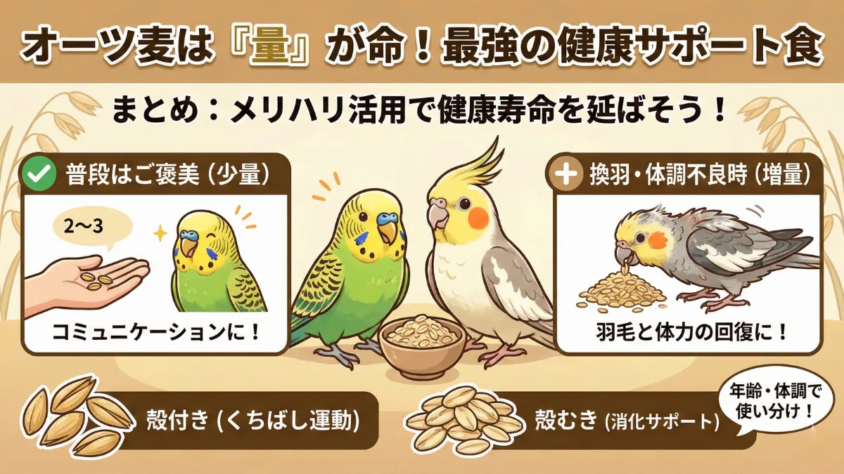 インコとオーツ麦のまとめ画像。適量を守れば太らず栄養補給に最適な食べるサプリメント。