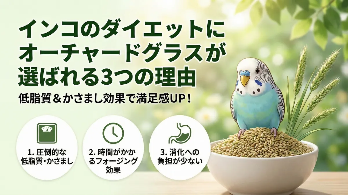 オーチャードグラスがダイエットに選ばれる理由を示す画像。低脂質でかさまし効果があり満足感を得やすい特徴を解説。