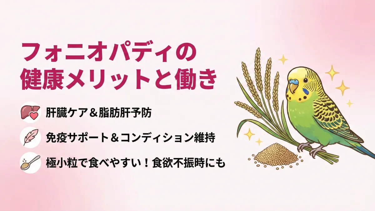 フォニオパディを食べるセキセイインコの様子。小さな粒を嗜好性良く食べている健康的な姿
