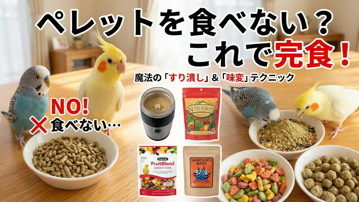 インコがペレットを食べない3つの理由。ネオフォビア(未知への恐怖)・食べ物認識不足・物理的な硬さ。