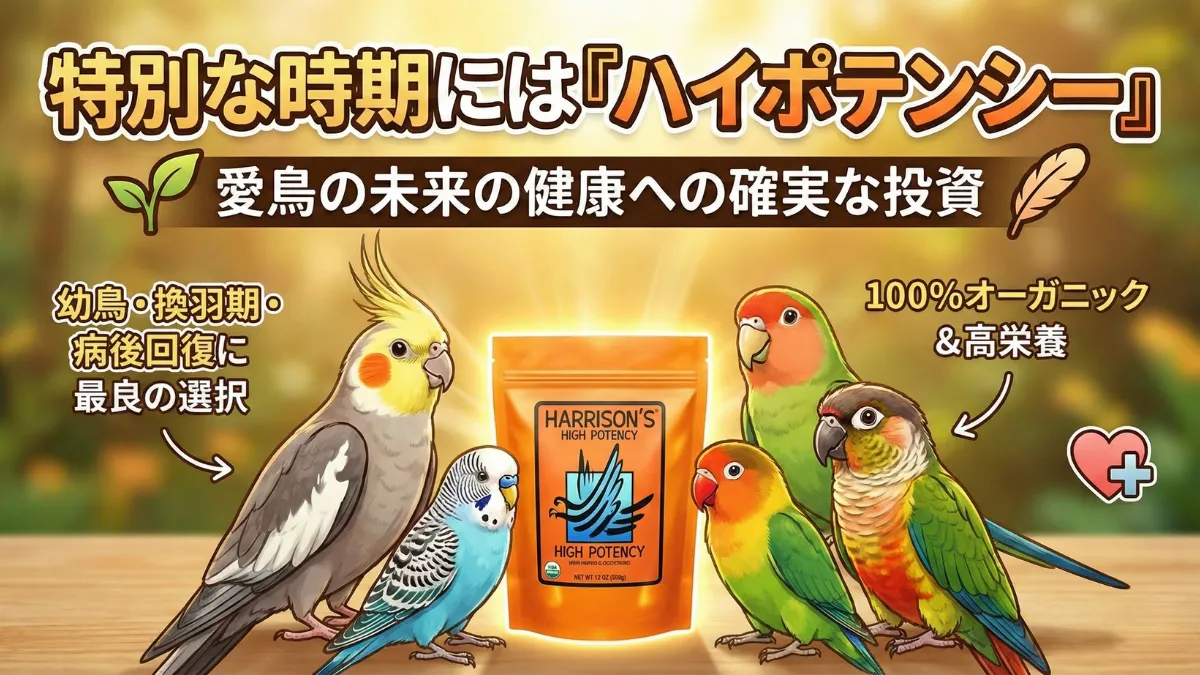 健康的に成長したインコの画像。ハリソンハイポテンシーで栄養管理をした結果、艶やかな羽と元気な姿を取り戻したインコの事例。