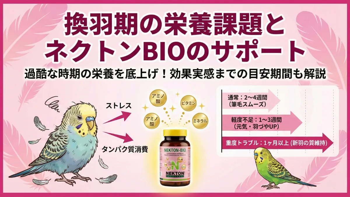 換羽中のインコの様子。羽が抜け始めて筆毛が生えてきている姿と、栄養サポートの重要性を示すイメージ。
