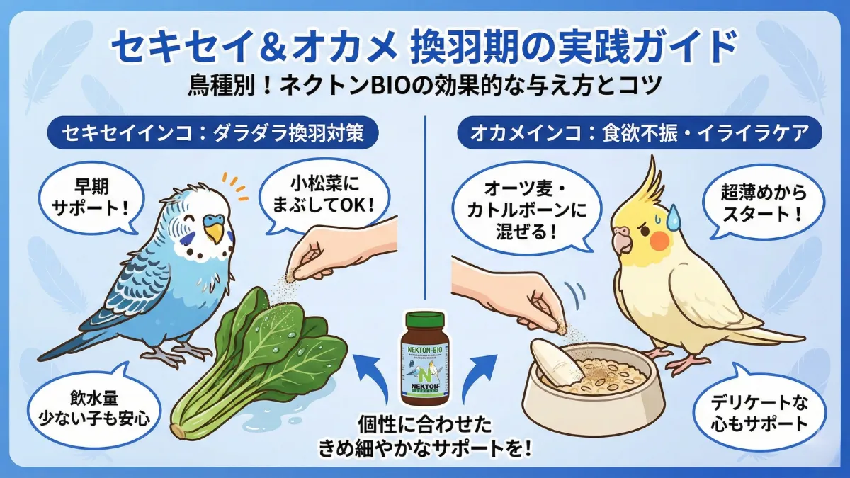 セキセイインコとオカメインコの比較画像。両鳥種の換羽期の違いとネクトンBIO活用方法を解説。