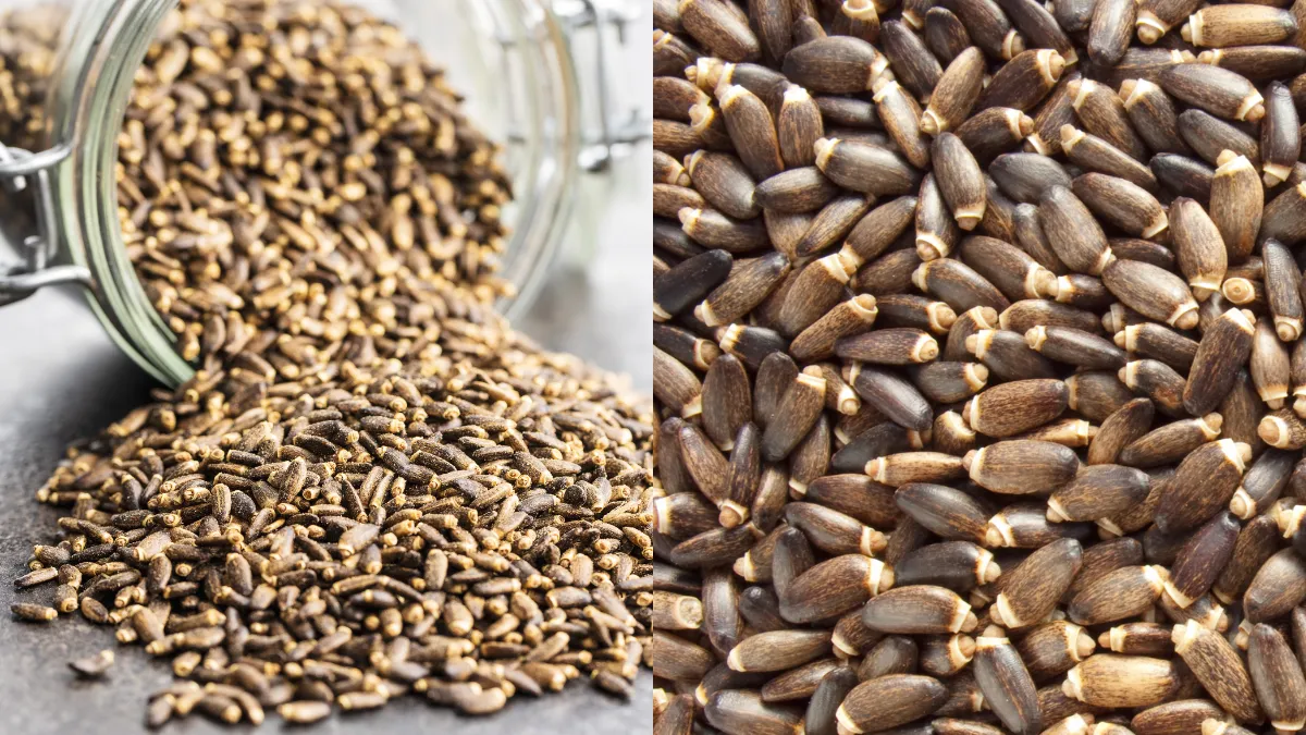 マリアアザミの種子のクローズアップ画像。黒く硬い殻に覆われた種が山盛りになっている様子。