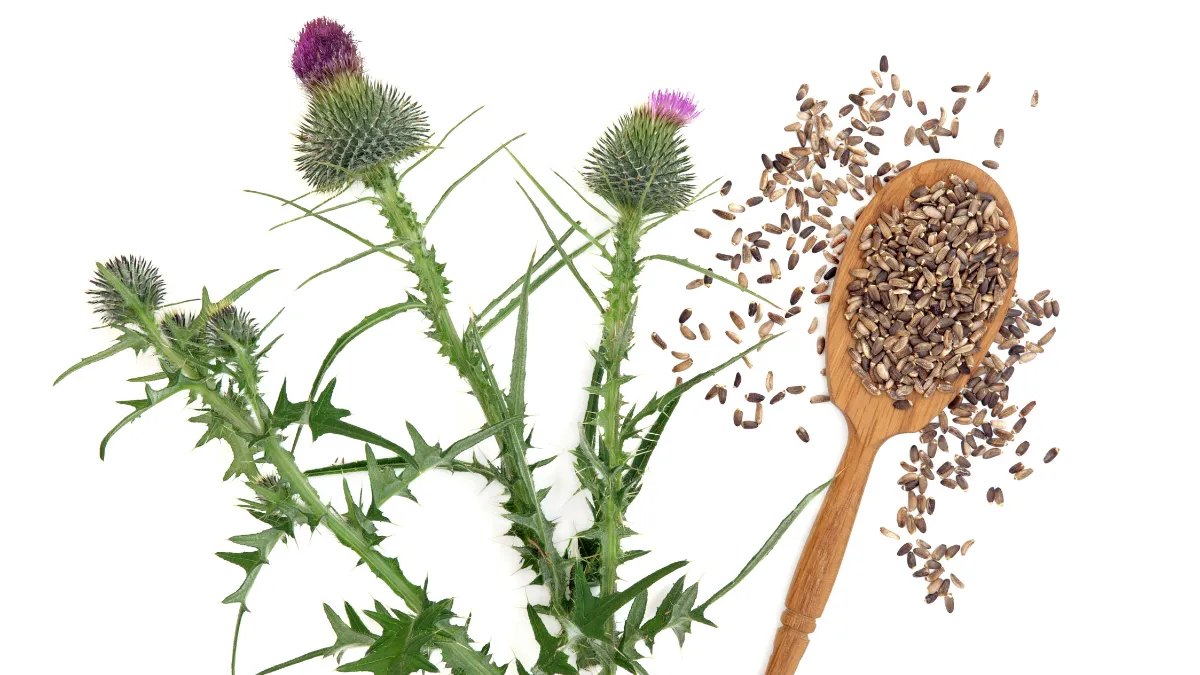 マリアアザミ（ミルクシスル）の植物全体の写真。紫色の花と棘のある葉が特徴的なキク科のハーブ。