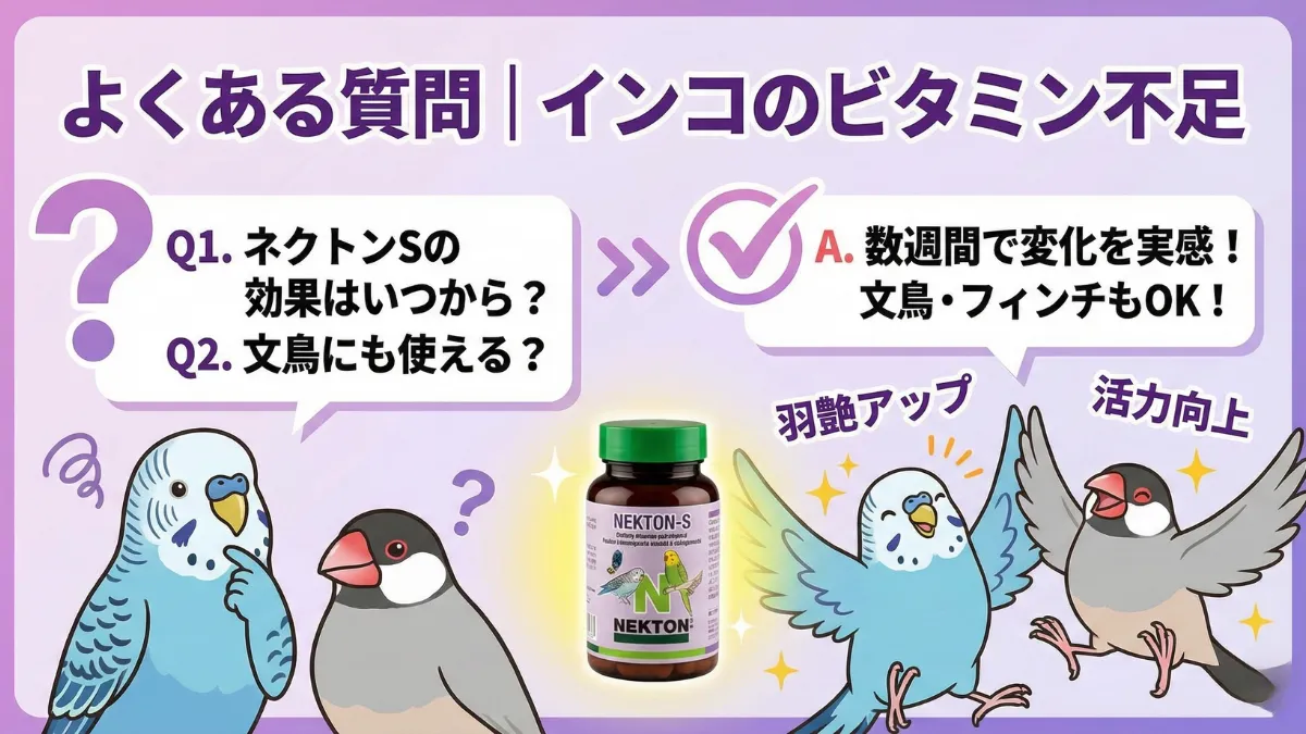 インコのビタミン不足に関するよくある質問を示す画像。効果の現れる時期や他の鳥種への適用について解説。