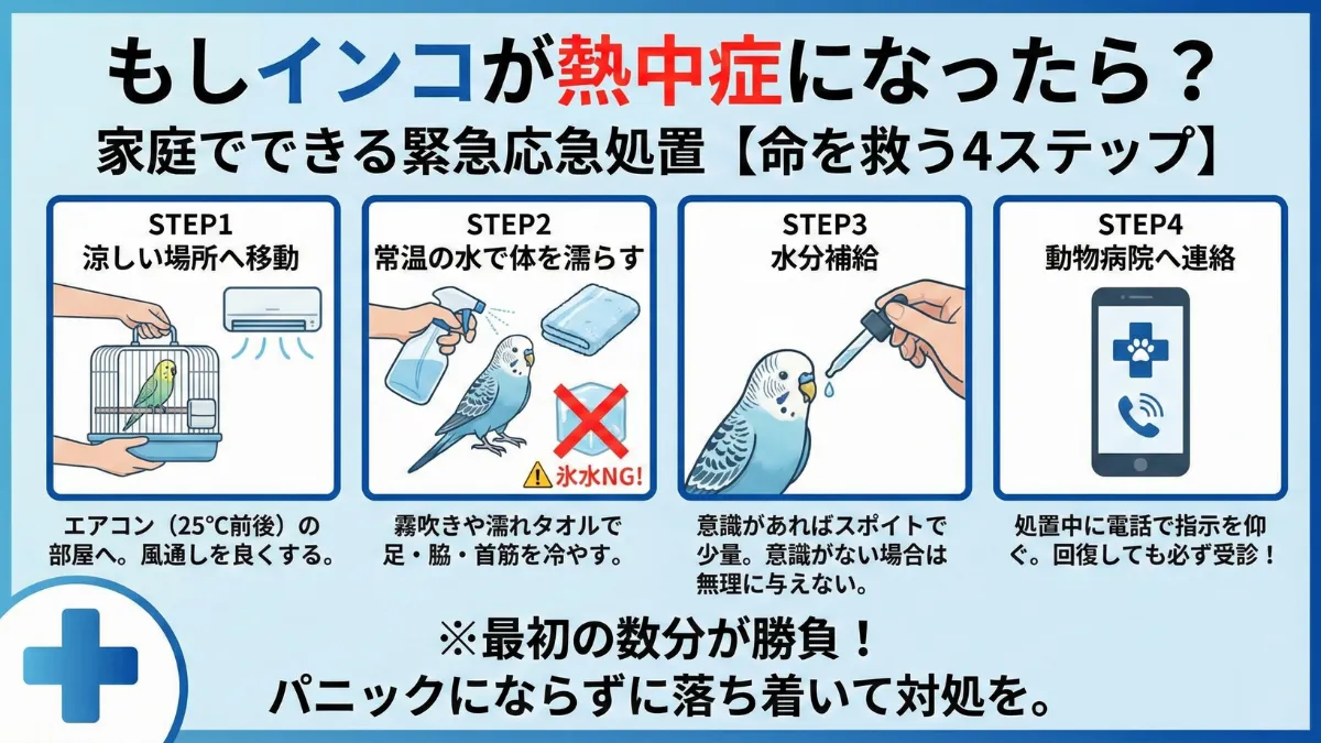 インコの熱中症の応急処置方法を示す画像。涼しい場所への移動・体を濡らす・水分補給の手順を図解。