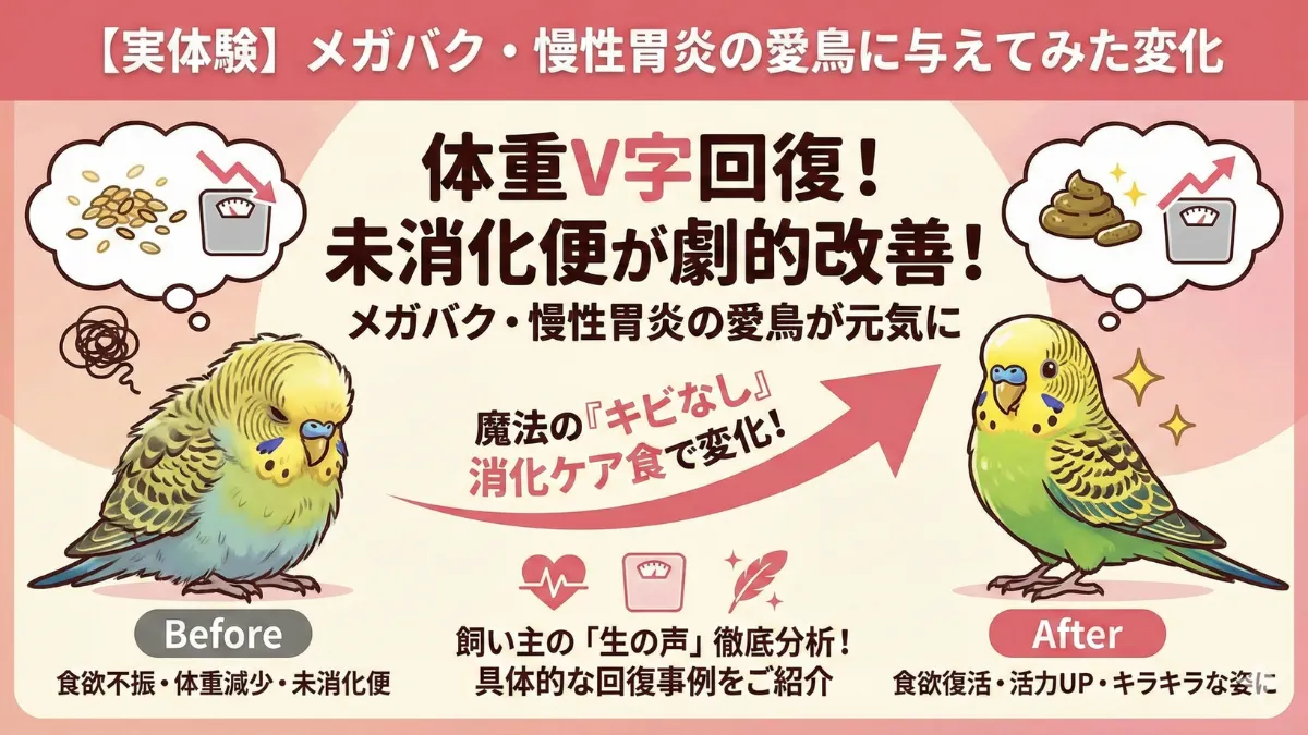 メガバクテリア症や慢性胃炎の愛鳥がシードミックスAを食べて体重回復・フン改善した実体験を示す画像。