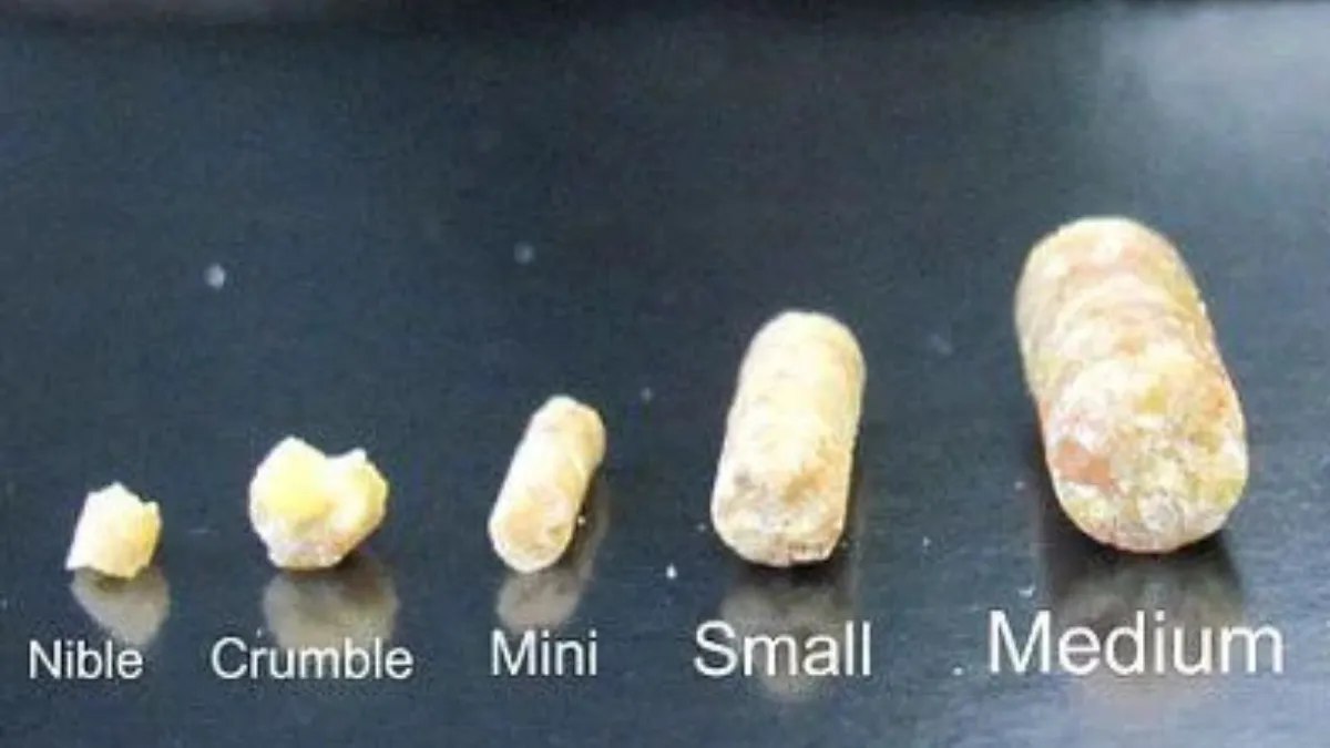 ラウディブッシュの5種類の粒サイズを比較した写真。ニブルズ・ミニ・スモール・ミディアム・ラージが1円玉と並べて撮影されている。