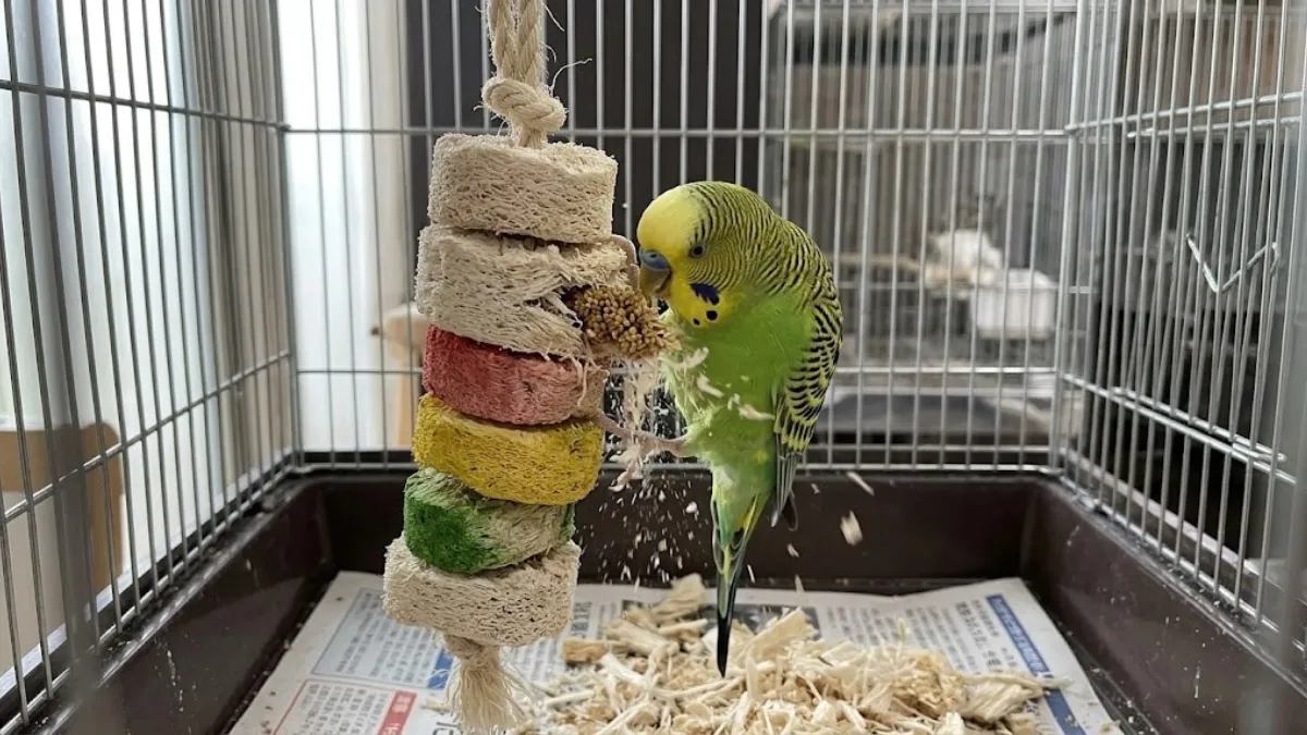 バードカバブ