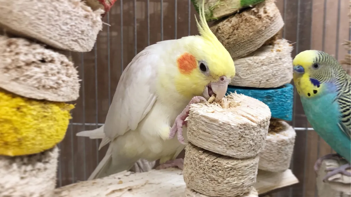 バードカバブ