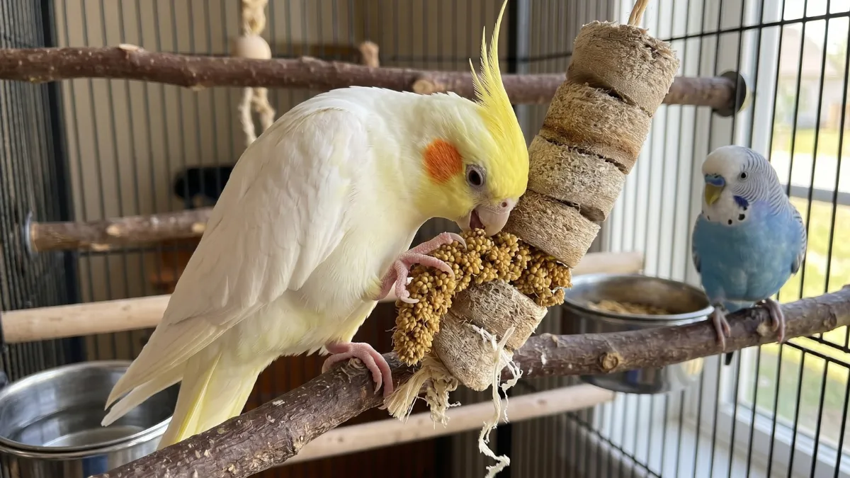 バードカバブ